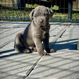 Errol - Gray brindle male Cane Corso puppy in Altoona, Alabama from Snead’s Cane Corso Kennel