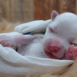 Companion Cross, Mal-Shi, Maltese, Maltipoo, Morkie, and Shih Tzu Puppies from Seeking Shalom Acres Maltese, Maltipoos & Havamalts