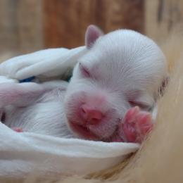 Companion Cross, Mal-Shi, Maltese, Maltipoo, Morkie, and Shih Tzu Puppies from Seeking Shalom Acres Maltese, Maltipoos & Havamalts