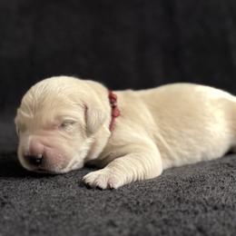 Boy 1 - Light golden male Golden Retriever puppy in Scio, Oregon from Stackhouse Family Farm