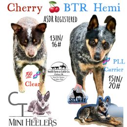 Australian Cattle Dog puppies from CT Mini Heelers