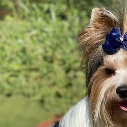 Biewer Terriers, Dachshunds, and Yorkshire Terriers from Amineh Yorkshire & Biewer Terriers, Kajundaux Miniature Dachshunds