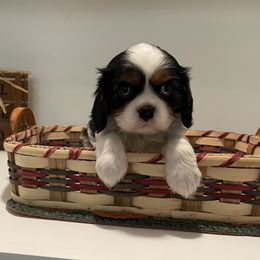 Cavalier King Charles Spaniel Puppies from Ridgefield Cavaliers