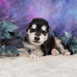 Hollow - Black and white male Alaskan Malamute puppy in Spokane, Washington from Asgard Wooly Malamutes