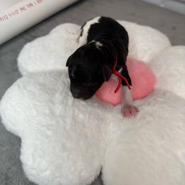 Boy 2 - Parti male Poodle puppy in Longview, Washington from Evergreen Miniature Poodles