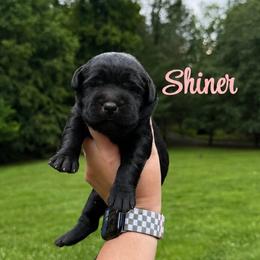 Shiner - Black female Labrador Retriever puppy in Lenoir, North Carolina from Wooten Retrievers