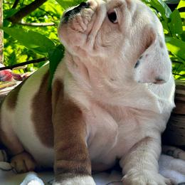 Roger - Red brindle and white male Bulldog puppy in Ranger, Texas from Select Bulldogs