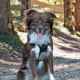 Cherry - Miniature Australian Shepherd