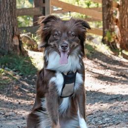Cherry - Miniature Australian Shepherd