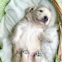 Caspian - Cream male Dachshund puppy in Redding, California from Jean & Mae Doxies