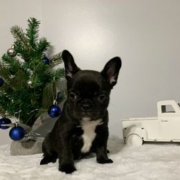 French Bulldog Puppies from Gotts Frenchies