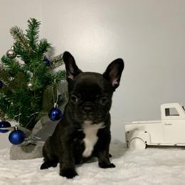 French Bulldog Puppies from Gotts Frenchies