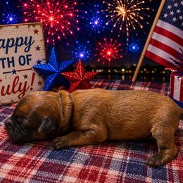 Freedom - Wheaten male Soft Coated Wheaten Terrier puppy in Newark, Ohio from Valleydayle Doodles and Wheatens