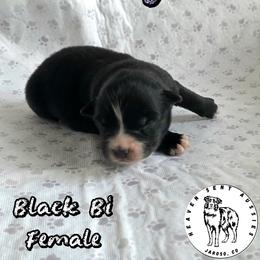 Omega - Black & white female Miniature Australian Shepherd puppy in Jaroso, Colorado from Heaven Sent Aussies