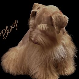 Blaze - Miniature Schnauzer