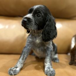 Nola aka Josie - Black and white female English Springer Spaniel puppy in Arcadia, Florida from Redemption Fields Springer Spaniels