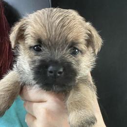 Wicket Boy 1 - Gray male Cairn Terrier puppy in Bigfork, Minnesota from Dachshunds Up North