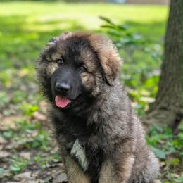 Gray - Gray sable male Shiloh Shepherd puppy in Indianapolis, Indiana from Echo Shilohs