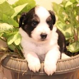 Miniature Australian Shepherd and Toy Australian Shepherd Puppies from Lavish luxuries mini Australian Shepherds