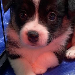 American Corgis, Companion Crosses, and Deutsch-Drahthaars from Brave Country Kennels