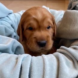 Boy 1 - Dark golden male Golden Retriever puppy in San Luis Obispo County, California from Golden Peak Retrievers