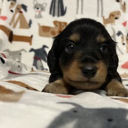 Girl 1 - Black and tan Dachshund puppy in Blaine, Tennessee from East TN Dachshunds