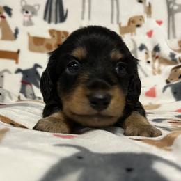Girl 1 - Black and tan Dachshund puppy in Blaine, Tennessee from East TN Dachshunds