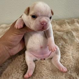 Cream girl 2 - Black brindle and white female Boston Terrier puppy in Madera Acres, California from Muggin Bostons Terriers and Mini Dachshund