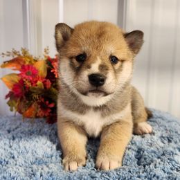 Tucker - Sesame male Shiba Inu puppy in Illinois from Precious-Puppies