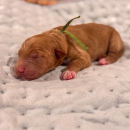 Shrek - Red  male Goldendoodle puppy in Rose Hill, North Carolina from Red Door Canines