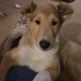 Collie Puppies from Briar Oaks