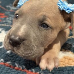 Penny - Fawn female Great Dane puppy in Hutchinson, Kansas from Dappled Danes
