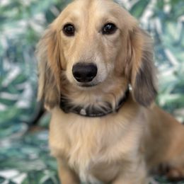 Valention - Dachshund