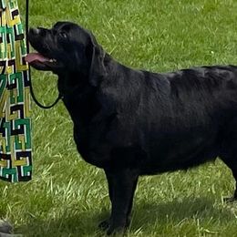 Paris - Labrador Retriever
