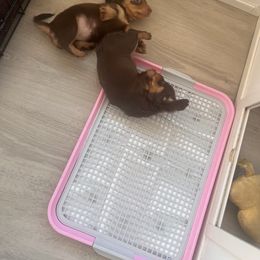 Dachshund Puppies from Royalty Grove Dachshunds