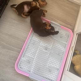 Dachshund Puppies from Royalty Grove Dachshunds