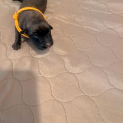 Boy 3 - Mahogany male Belgian Malinois puppy in Paynes Corner, Virginia from Von-Zito Belgian Malinois