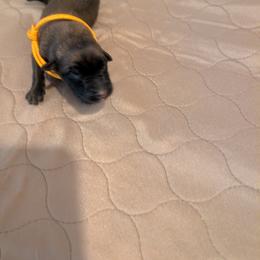Boy 3 - Mahogany male Belgian Malinois puppy in Paynes Corner, Virginia from Von-Zito Belgian Malinois