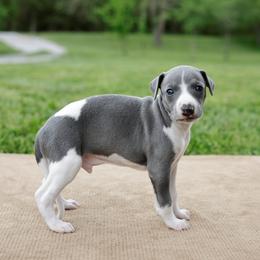 Bronco - White and blue male Whippet puppy in Gentry, Arkansas from Mardel Robeson of Mulberry Hollow Whippets