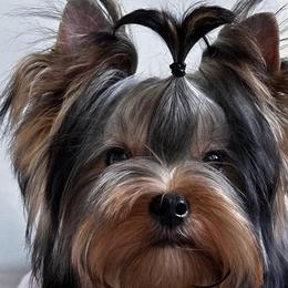 Yorkshire Terriers from Passionada’s Yorkies