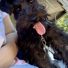 Ellie - Miniature Schnauzer