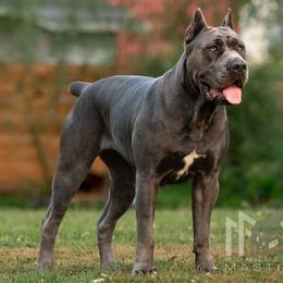 Ziva - Molosser (Bully x)