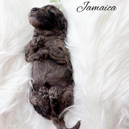 Jamaica - Merle female Goldendoodle puppy in from Pink Poodles and Doodles