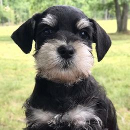 Miniature Schnauzers from England's AKC Miniature schnauzers