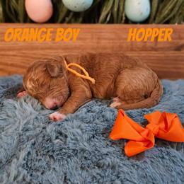 Hopper - Red  male Goldendoodle puppy in Haughton, Louisiana from Bailey’s Cajun Canines