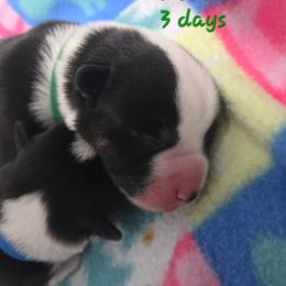 Boy 3 - male Cardigan Welsh Corgi puppy in Lynchburg, Ohio from Old Iron Farm