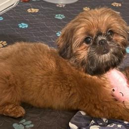 Ruby - Red female Shih Tzu puppy in Scottsdale, Arizona from 🌗 New Moon Shih Tzu 🌗