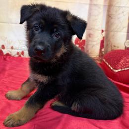 Ellax - Black and red female German Shepherd puppy in Yorkville, Illinois from Vom Archbold Haus World Class German Shepherds