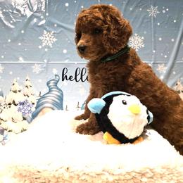 Blue Collar - Red  male Poodle puppy in Vass, North Carolina from Dakliff Standard Poodles