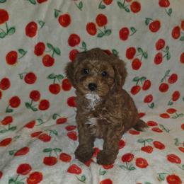 Eli - Red male Cavapoo puppy in Copan, Oklahoma from Lebel Cavapoos
